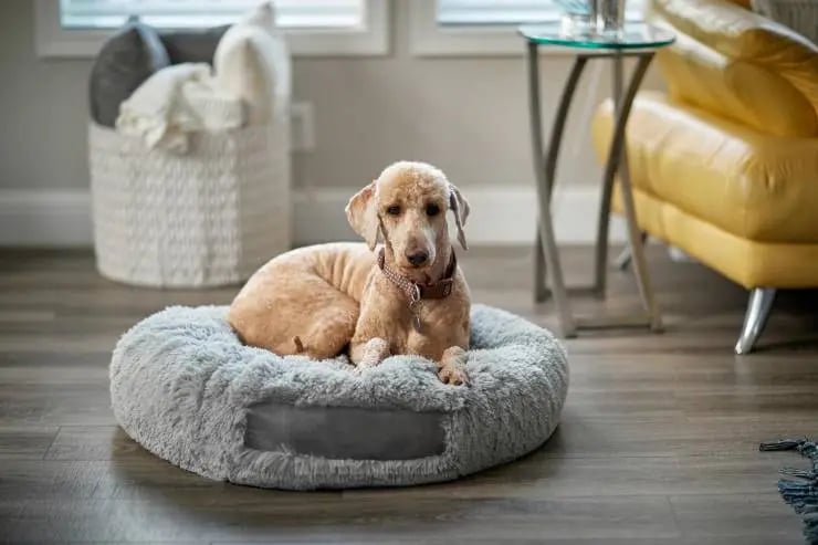 dog bed for interior design