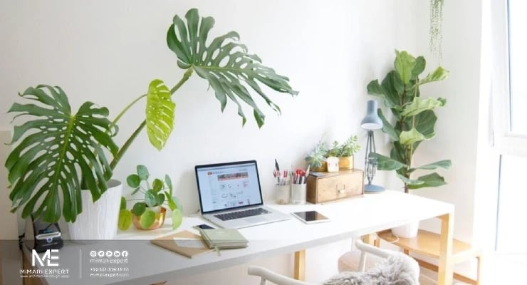 استخدام النباتات في ديكور المنزل