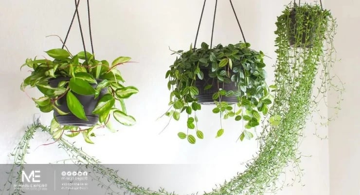 نصائح وأفكار لاستخدام النباتات في الديكور
