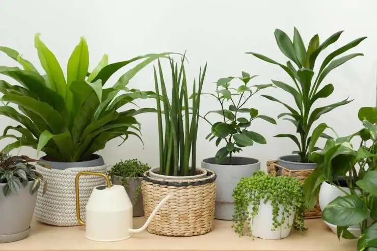 mix and match different styles of plants