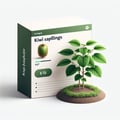 Plantules de kiwi