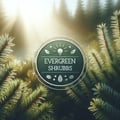 Evergreen shrubs