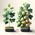 Groseillier Seedlings