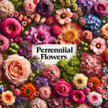 Perennial flowers