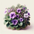 Garden violet