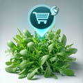 Roquette