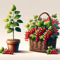 Saplings and Currant Bushes
